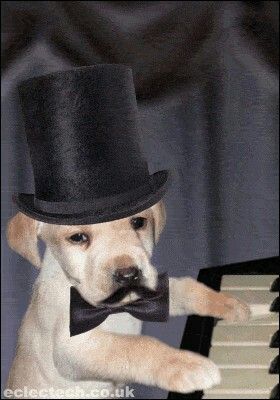 Jamming  pup Funny Dog Pictures, Cat Pictures, Dog Blog, Funny Cat Pictures, The Piano, Cats And Dogs, Cute Images, Funny Cat, Cat Pics