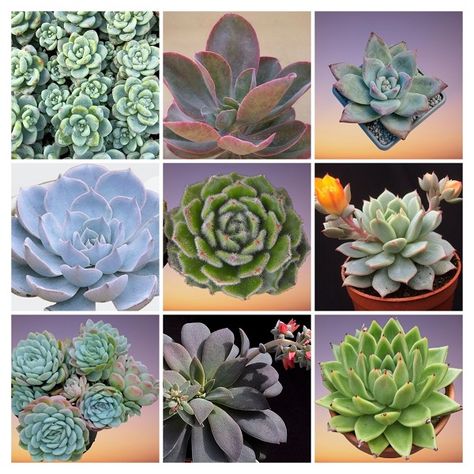 12 Types of Echeveria Succulent Plants with Names and Pictures Types Of Echeveria Succulents, Plants With Names, Echeveria Succulent, Small Succulent Plants, Short Plants, Green To Blue, Root System, Small Succulents, Hens And Chicks