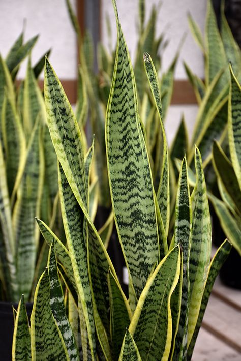 Sansevieria Trifasciata, Artificial Plants And Trees, Snake Plant, Artificial Plants, Green Leaves, House Plants, Dark Green, Trees, Plants