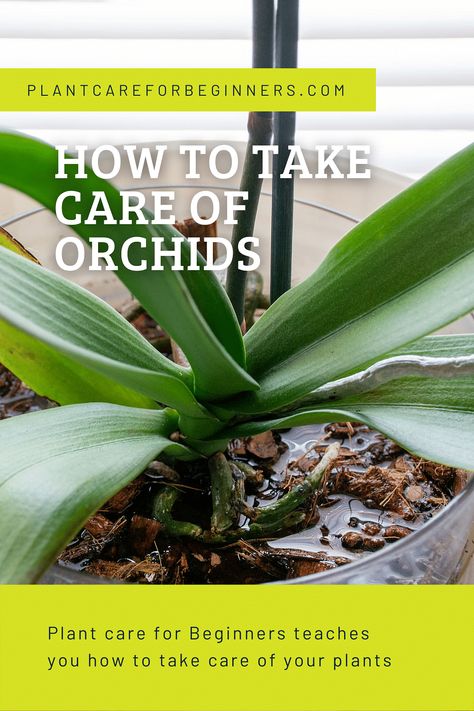 Orchid Leaves Turning Yellow, Care Of Orchids, Orchid Pests, Repotting Orchids, Indoor Orchids, Orchid Fertilizer, Orchid Plant Care, Orchid Roots, Focus Energy