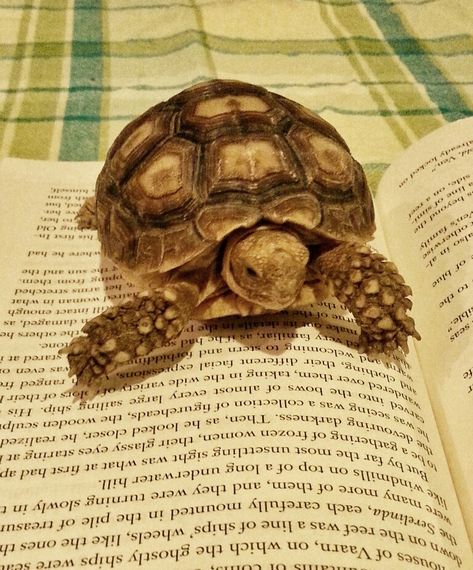 Tortuga was an early reader! #TortugaSulcata Tortuga Aesthetic, Turtle Pets, Pet Tortoise Aesthetic, Turtles Pet, Turtle Pet, Tortoise Drawing, Turtle Pet Aesthetic, Funny Animal Pics, Cute Tortoise