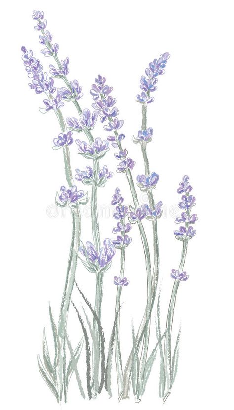 Lavender Paint, Artsy Aesthetic, Art Watercolor Painting, Watercolor On Paper, Drawing Set, Lavender Fields, Aesthetic Aesthetic, Floral Illustrations, Art Watercolor