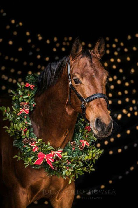 Lunar Photography, Equine Photoshoot, Horse Background, Horse Wreaths, Pictures With Horses, Winter Horse, Uk Christmas, Merry Christmas Wreath, Ideas Photoshoot