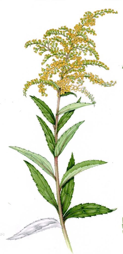 Comparing Goldenrod Species - Lizzie Harper Goldenrod Botanical Illustration, Goldenrod Flower Drawing, Goldenrod Drawing, Goldenrod Illustration, Goldenrod Tattoo, Lizzie Harper, Veil Embroidery, Goldenrod Flower, Liver Cleansing