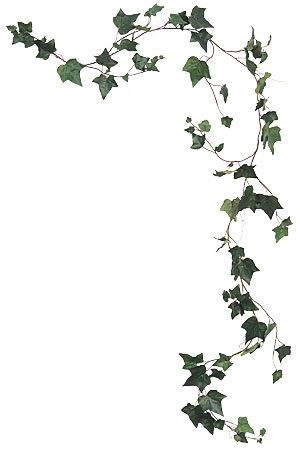 Ivy Border Design, English Ivy Tattoo, Ivy Tattoo Design, Ivy Vine Tattoo, Ivy Clipart, Vines Png, Ivy Poster, Ivy Sketch, Ivy Illustration