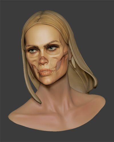 A face a day will hopefully make me not as bad — polycount Female Face Anatomy Reference, Skull Study Anatomy, Female Skull Reference, Female Skull Drawing, Skull Study Drawing, Face Reference Female, Skull Studies, Skull Female, Human Skull Anatomy