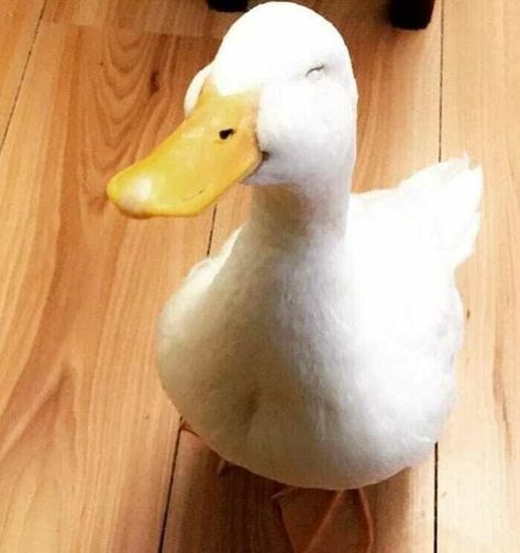 Duck Meme, Heart Warming, Ducks, The Cutest, Memes, On Instagram, White, Instagram