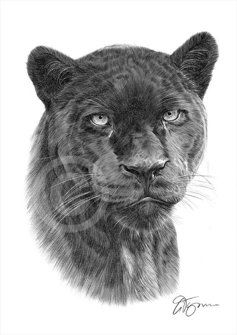 Panther Tattoos, Black Panther Drawing, Black Panther Tattoo, Panther Tattoo, Panther Art, Wildlife Artwork, Black Jaguar, Big Cats Art, Black Panthers