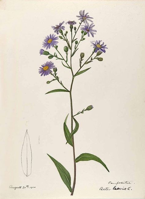 Aster laevis L., especially New England, by Helen Sharp Aster Tattoo September, Aster Tattoo, Aster Flower Tattoos, Aster Flower, Birth Flower Tattoos, Vintage Botanical Prints, Flower Tattoo Designs, Birth Month Flowers, Botanical Drawings