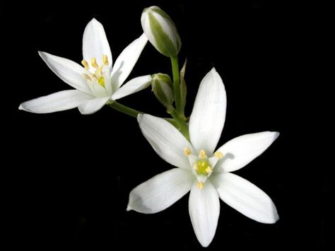 star-of-bethlehem Star Of Bethlehem Flower, Form Board, Xmas Cake, Star Of Bethlehem, Nothing But Flowers, Color Palette Design, Star Tattoos, Star Flower, Bethlehem