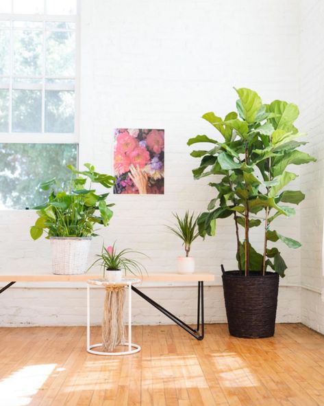 Best Indoors Plants For Office – Easy To Keep Alive Plant Office Design, Easy Indoor Plants, Plant Window, Green Office, Basket Planters, Office Plants, Garden Office, Start Ups, Plant Design