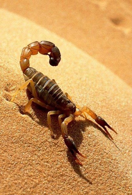 Desert Scorpion Scorpion Desert, Desert Insects, Desert Scorpion, Insect Photography, Desert Animals, Arthropods, Crustaceans, Arachnids, Nature Tattoos