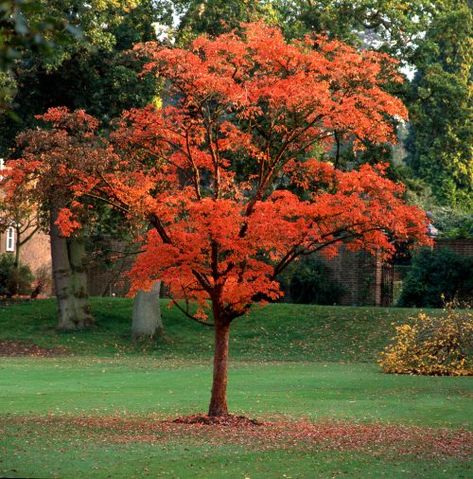 Buy Paperbark Maple Trees - Acer Griseum - Hopes Grove Nurseries Acer Garden, Shrubs For Landscaping, Trees For Front Yard, Patio Trees, Street Trees, Specimen Trees, Unique Trees, Shade Trees, Maple Tree