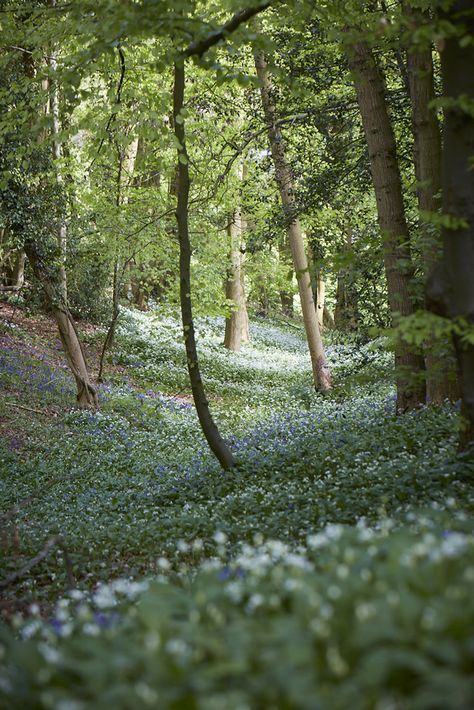 Gardening 101: Wild Garlic Garlic Flower, Magical Woodland, British Garden, Wild Garlic, Gardening 101, Woodland Garden, Public Garden, Yard Work, Oh Deer