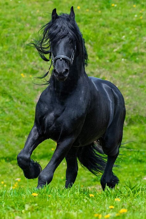 Luv Dark, Friesian Horse Art, Friesian Horse Photography, Beautiful Horses Photography, Beautiful Horse Pictures, Horse Inspiration, Horse Artwork, Black Stallion, Black Horses