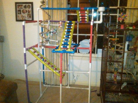 Bird Play Gym, Parrot Play Stand, Diy Parrot, Parrot Training, Diy Bird Toys, Parrot Stand, Diy Dog Crate, Sun Conure, Parrot Pet