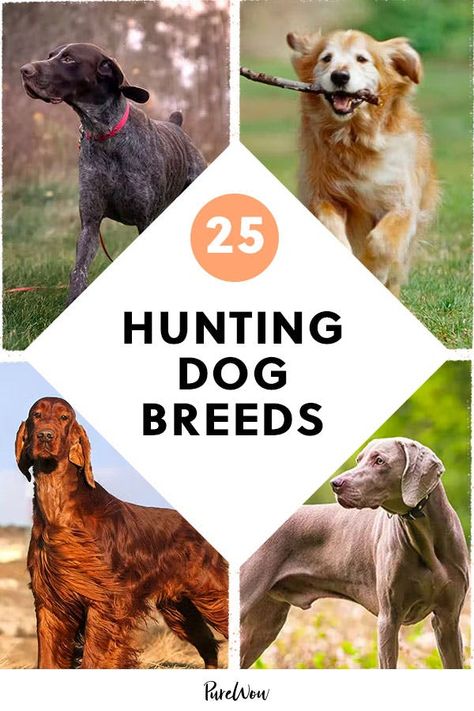 Best Family Dog Breeds, Duck Hunting Dogs, Dog Breeds Chart, Family Dogs Breeds, Karelian Bear Dog, Hunting Dogs Breeds, Most Beautiful Dog Breeds, Hound Breeds, Best Dogs For Families