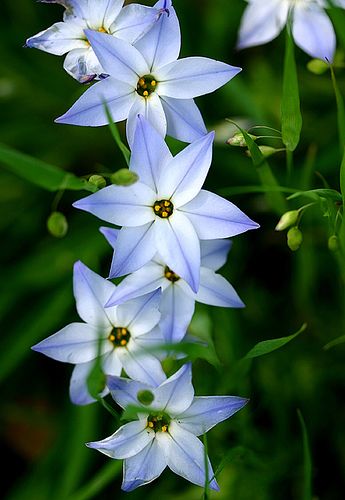 Starflowers. Very beautiful flowers. Spring Starflower, Early Spring Flowers, Very Beautiful Flowers, Blue And Purple Flowers, Nothing But Flowers, Flower Landscape, Blue Garden, Floral Photography, Beautiful Flowers Wallpapers