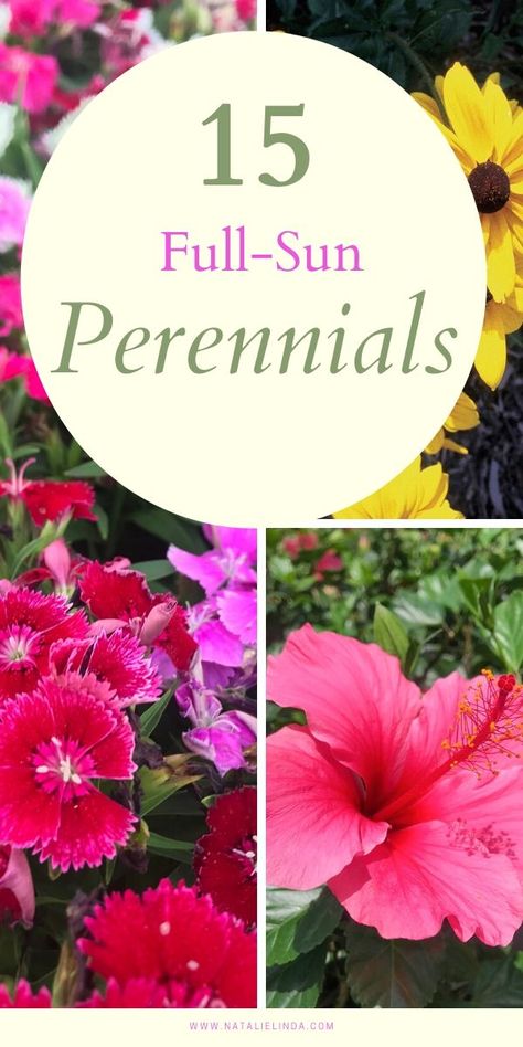 Full Sun Container Plants, Full Sun Garden, Full Sun Flowers, Perennial Garden Plans, Florida Flowers, Flower Garden Plans, Long Blooming Perennials, Full Sun Perennials, Full Sun Plants