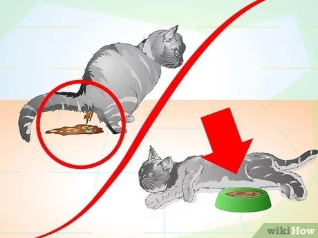 How to Care for Your Cat After Neutering or Spaying Cat Spay Recovery Tips, Cat Neutering Aftercare, Tnr Cats, Cat Neutering, Pregnant Cat, Getting A Kitten, Cat Urine, Kitten Food, Cat Spray