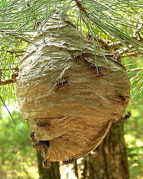 Interesting Facts About Hornets: Large Wasps With Paper Nests - Dengarden - Home and Garden Bee Identification, Hornets Nest, Wasp Nest, Inside House, Bees And Wasps, Yellow Jackets, Beautiful Bugs, Yellow Jacket, Animal Projects