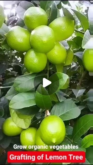 Grafting Plants Ideas, Fruit Planting, Growing Lemon Trees, Propagate Plants, Growing Organic Vegetables, Grafting Plants, Organic Gardening Tips, Fruit Plants, Organic Plants