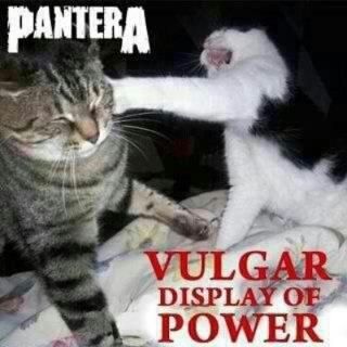 heavy metal metalhead memes | Heavy Metal -Vulgar display of a cat's power Heavy Metal Cat, Vulgar Display Of Power, Pantera Band, Metal Meme, Dimebag Darrell, Cat Power, Metal Albums, Silly Cats Pictures, Band Memes