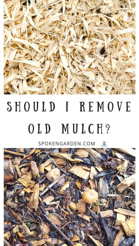 Brown Mulch, Sheet Mulching, Garden Mulch, Carrot Gardening, Tips For Growing Tomatoes, Herb Garden Pots, Types Of Mulch, Mulch Landscaping, Sitting Areas