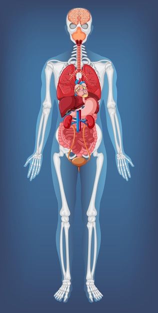 Anatomy Clipart, Human Body System, Human Body Structure, Human Skeleton Anatomy, 3d Anatomy, Skeleton Anatomy, Horror Photos, Medical Posters, Human Body Anatomy