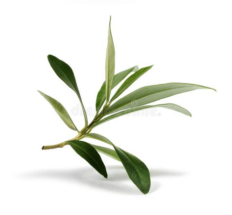 Fresh olive branch leaves. On white background , #AD, #branch, #olive, #Fresh, #background, #white #ad Branch Leaves, Plant Study, Eucalyptus Branches, Leaf Images, Olive Leaf, Plant Pictures, Olive Tree, Olive Branch, Leaf Art