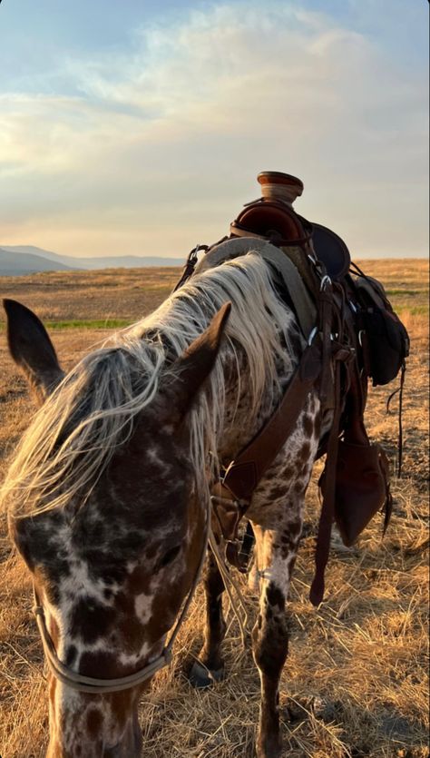 Appaloosa Horse Aesthetic, Cowpoke Aesthetic, Western Horse Riding, Horsey Life, Ranch Horse, Barrel Racing Horses, Rodeo Life, Western Life, Horse Aesthetic