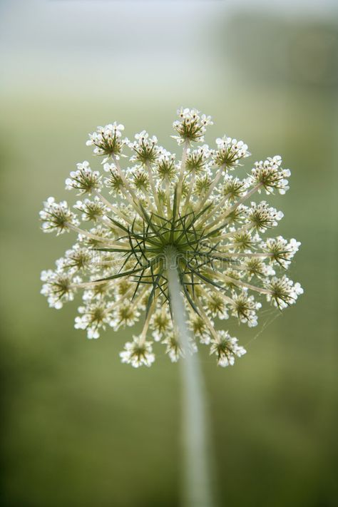 Garden Pests Identification, How To Plant Carrots, Wild Carrot, Carrot Flowers, Queen Anne's Lace Flowers, Food Photography Tips, Queen Annes Lace, Garden Pests, Growing Flowers