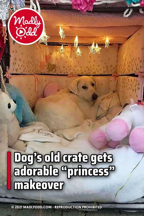 Comfy Dog Crate Ideas, Decorate Dog Crate Ideas, Cozy Dog Crate, Dog Crate Makeover, Dog House Inside, Mommy Diy, Crate Decor, Maltipoo Dog, Diy Dog Crate