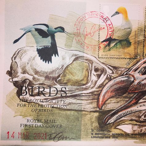 Study of Seabird Skulls (*Detail) - on a 'BIRDS' first day cover envelope - RSPB - Brown Pencil studies from life. Birds: Cormorant, Razorbill and Fulmar. UK Artist: Duncan Cameron - March 2021 / Instagram @brokensharkcage #Birddrawing #Skulls #Anatomy #Birds #EnvelopeArt Gcse Art Flight, Ordinary Extraordinary Art Gcse Title Page, Gcse Art Animal Final Piece, Decay Art Gcse Title Page, Duncan Cameron, Gcse Art Sketchbook Birds, Gcse Art Sketchbook, Skulls Drawing, Envelope Art