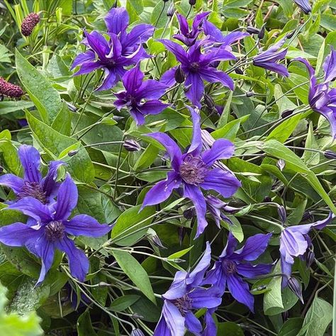 E R I N🌿The Impatient Gardener on Instagram: "Since I have clematis in my brain (see today’s stories), I thought it would be a great time to share one of my favorites clematis varieties and probably the one I recommend the most: Sapphire Indigo. This is not your grandma’s clematis (which is not to say your grandma’s clematis isn’t great, but this is something altogether different). Hardy in zones 4-9. First off, it’s non-vining, so you can let it ramble or guide it a bit upright. I let mine dr Clematis Varieties, Climbing Clematis, Rose Tone, My Brain, How To Level Ground, Clematis, Stone Wall, My Favorites, In The Garden