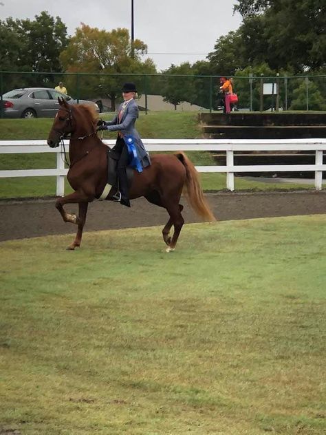 Saddleseat Riding, Saddle, Horses