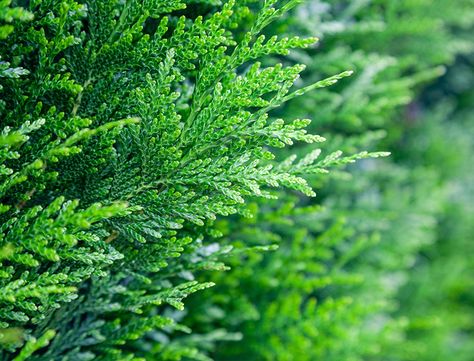 Cedar Plant, Eastern White Cedar, Thuja Plicata, Northern White Cedar, Arborvitae Tree, Thuja Occidentalis, Conifer Trees, White Cedar, Cedar Trees