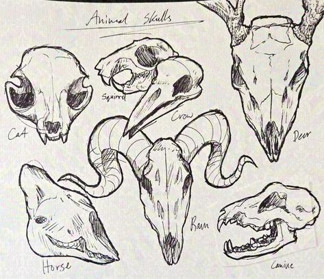 Animal skulls practice Media: Ink on paper ⁺‧₊˚ ཐི⋆♱⋆ཋྀ ˚₊‧⁺ #morute #skulls #moruteart #skullart Anatomy Drawing Practice, Animal Skull Drawing, Easy Skull Drawings, Bear Skull, Skull Reference, Skull Sketch, Skeleton Drawings, Mask Drawing, Animal Teeth