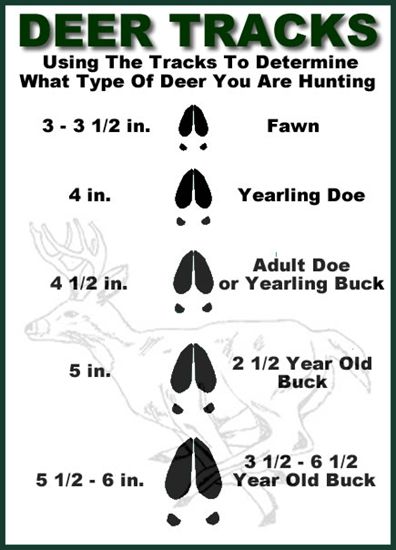 Deer tracks by age Deer Hoof Print, Deer Hoof, Deer Tracks, Whitetail Deer Hunting, Deer Hunting Tips, Quail Hunting, Hoof Print, Bowfishing, Hunting Tips