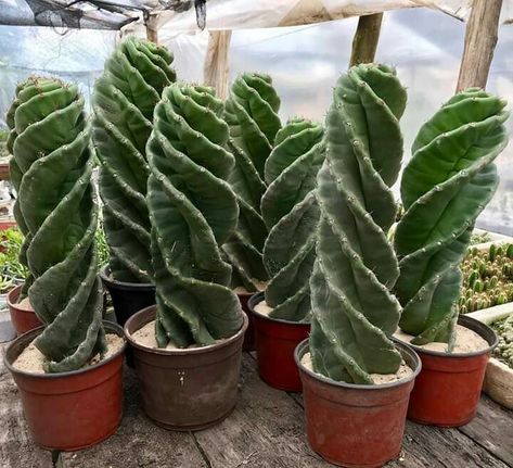 Spiral Cactus, Greens Garden, Garden Cactus, Pottery Plant Pot, Small Balcony Garden, Plant Magic, Apartment Plants, Aloe Plant, Growing Succulents