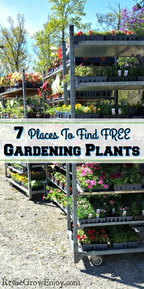 Building A Garden On A Budget, Cheap Pots For Plants, Cheap Backyard Garden Ideas, Vegetable Garden Diy On A Budget, Gardening Ideas On A Budget, Budget Friendly Garden Ideas, Cheap Flower Garden Ideas, Garden Budget Ideas, Cheap Plants For Landscaping