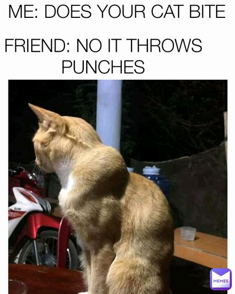 31 Fresh Pics And Memes To Sweeten Your Moonday - Gallery Gym Jokes, Gym Memes Funny, Cat Gym, Cat Biting, Cat Language, Workout Memes, Gym Memes, Funny Cat Pictures, Orange Cat