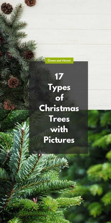 17 Types of Christmas Trees with Pictures Types Of Christmas Trees Real, Different Types Of Christmas Trees, Christmas Tree Types, Homestead Plans, Christmas Trees For Sale, Plant Obsession, White House Christmas Tree, Dreamy Christmas, Types Of Houseplants