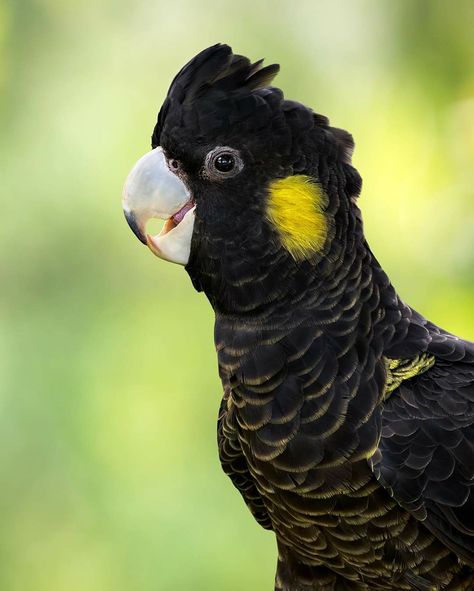 Yellow Tail Black Cockatoo, Yellow Tailed Black Cockatoo, Cockatoo Art, Drawing Resources, Parrot Tattoo, Black Cockatoo, Australian Birds, Australian Native, Painting Inspo