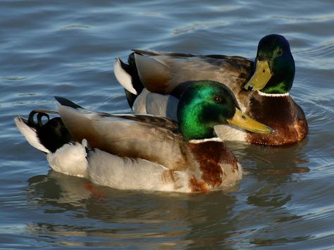 Mallard ducks love our ponds. Duck Species, Big Duck, Duck Pictures, Duck Wallpaper, Duck Art, Bird Carving, Wood Ducks, Mallard Duck, A Duck