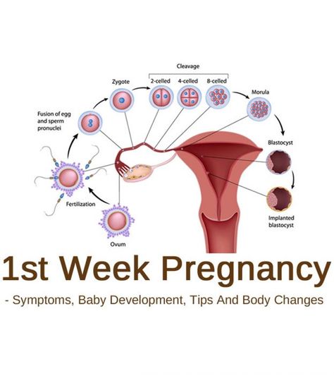 One Week Pregnant: Symptoms, Baby Development 1st Week Of Pregnancy, One Week Pregnant, 1 Week Pregnant Symptoms, First Weeks Of Pregnancy, Pregnancy Symptoms By Week, 1 Week Pregnant, Pregnancy Development, Pregnant Symptoms, Symptoms Of Pregnancy