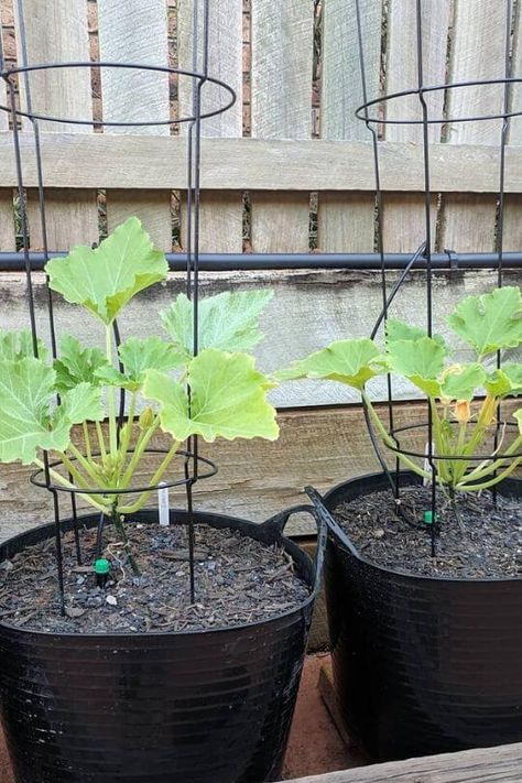 Growing Vegetables In Containers Ideas, Vegetable Gardening In Pots, Best Way To Grow Zucchini, Potted Zucchini Plant, Growing Zucchini In A Pot, How To Grow Zucchini In A Pot, Planting Zucchini In Pots, How To Grow Zucchini In A Container, How To Plant Zucchini Plants