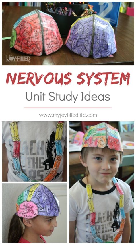 Human Body Unit - Brain & Nerves - My Joy-Filled Life Nervous System Stem Activities, Human Body Craft Kindergarten, Stem Human Body Activities, Human Body 2nd Grade, Body Systems Preschool, Brain Craft Preschool, Human Body Systems Projects Middle School, Science Human Body Activities, The Human Body Activities For Kids