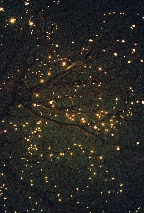 Lit Wallpaper, Professional Decor, Dark Winter, Harvest Moon, Tree Lighting, Twinkle Lights, Christmas Aesthetic, Winter Photography, An Eye