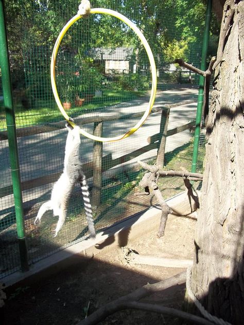 Julien (Zsüli) ring-tailed lemur and the ring at the Kecskemét Zoo, Hungary. Photo and enrichment item by Dorottya Major ex-zookeeper at the Kecskemét Zoo Lemur Enrichment Ideas, Lemur Enclosure, Lemur Enrichment, Monkey Enrichment, Monkey Enclosure, Primate Enrichment, Zoo Enrichment, Enrichment Projects, Animal Enrichment